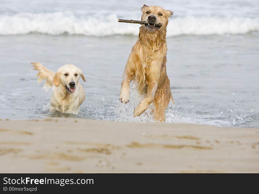 Two Golden retrievers