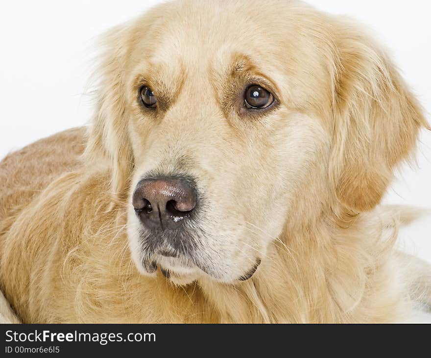 Portrait of golden retriever laying on a white background