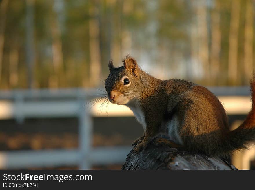 Wild Squirrel