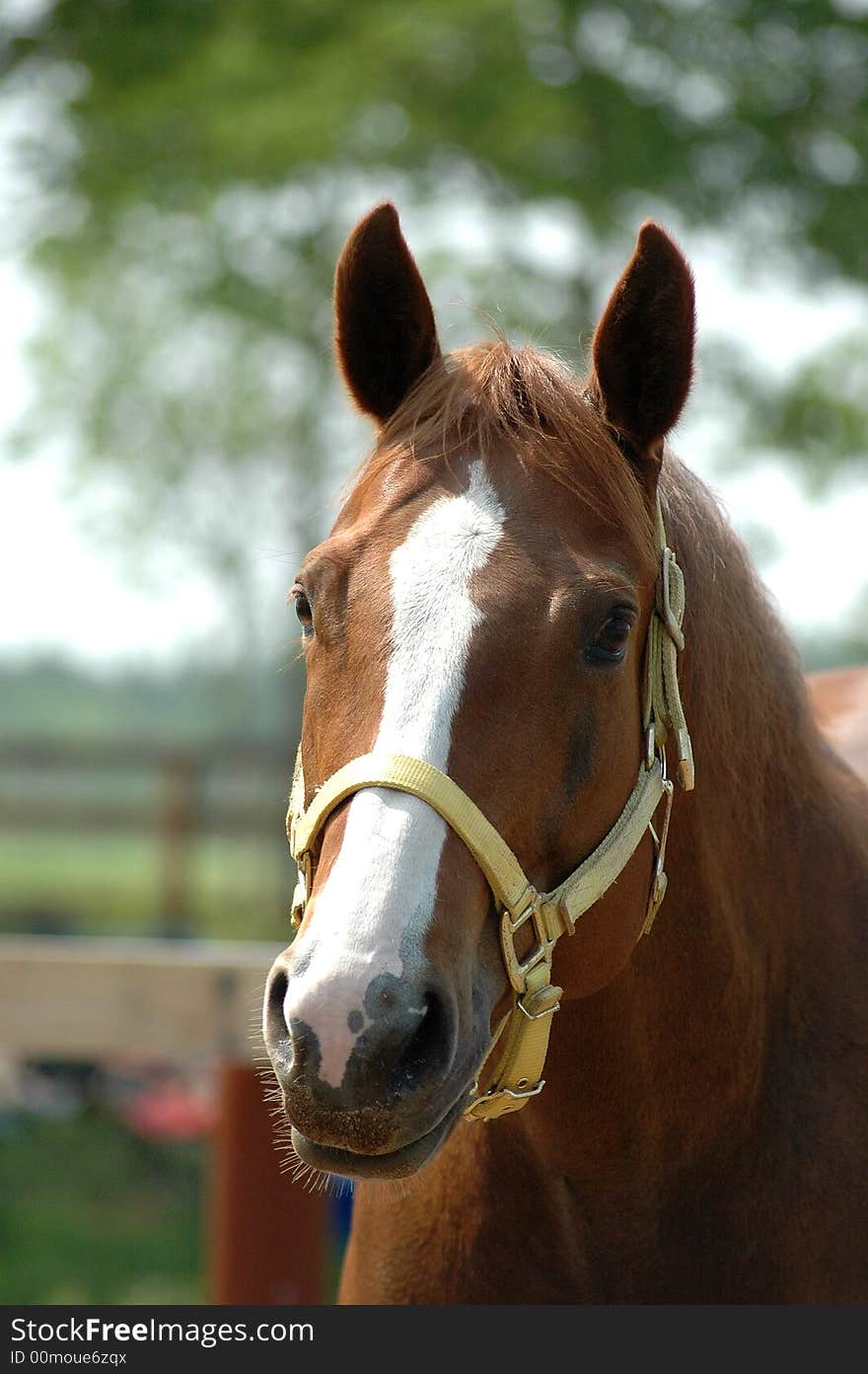 Face of quarter horse mare. Face of quarter horse mare