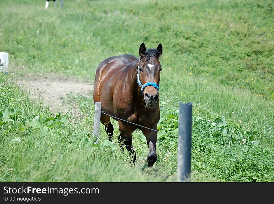 Horse In A Champ