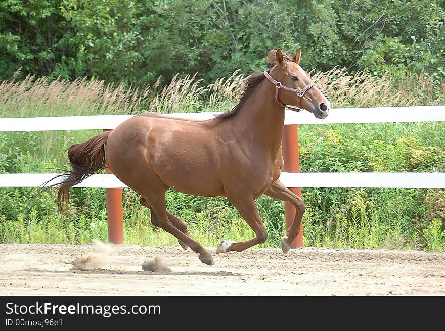 A quarter horse mare