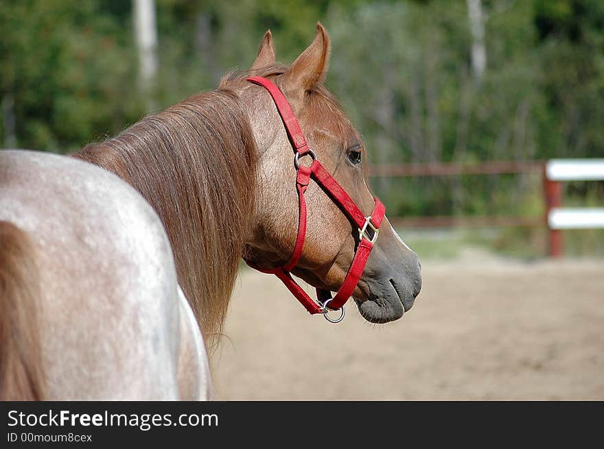 A calm horse in a good day. A calm horse in a good day