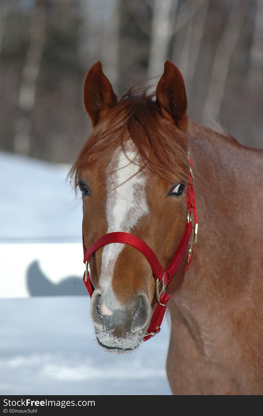 This horse is my Famous Chocolate. This horse is my Famous Chocolate