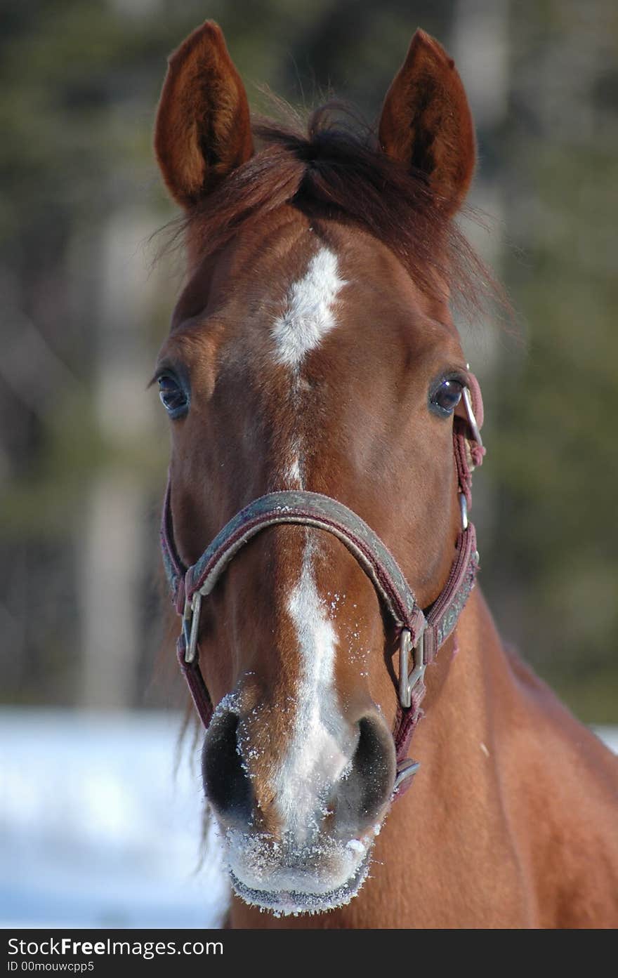 An attractive quarter horse mare. An attractive quarter horse mare