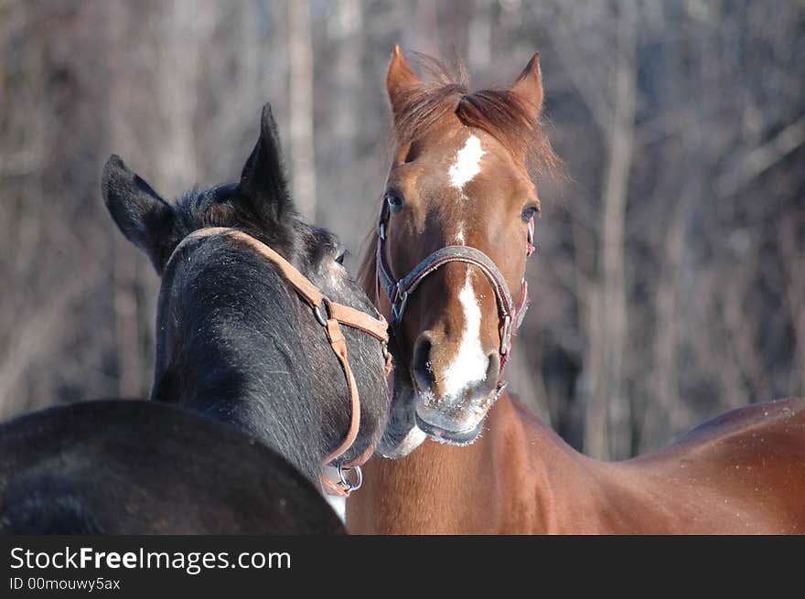 Two horses like to scratch. Two horses like to scratch