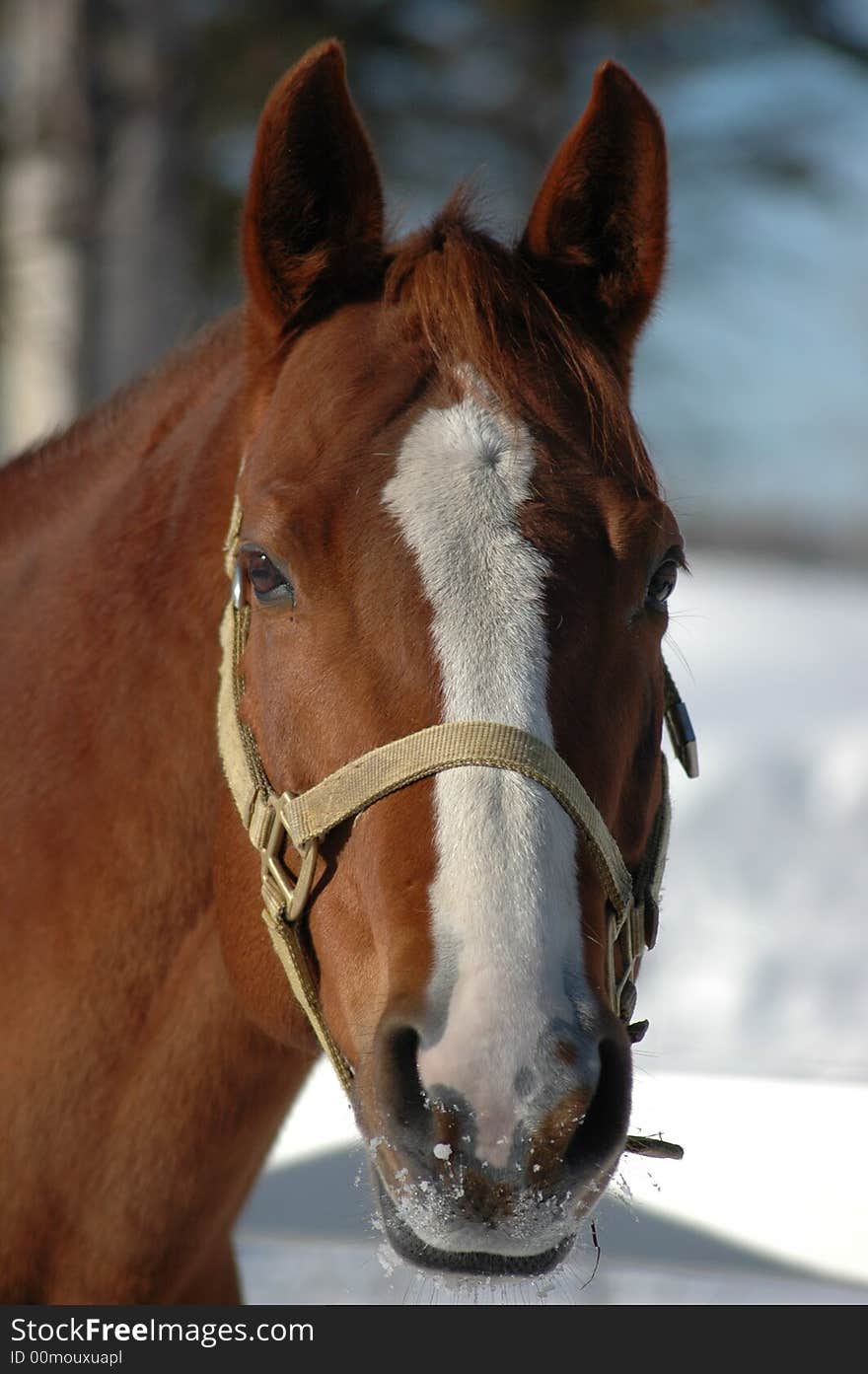 A splendid head of quarter horse mare. A splendid head of quarter horse mare