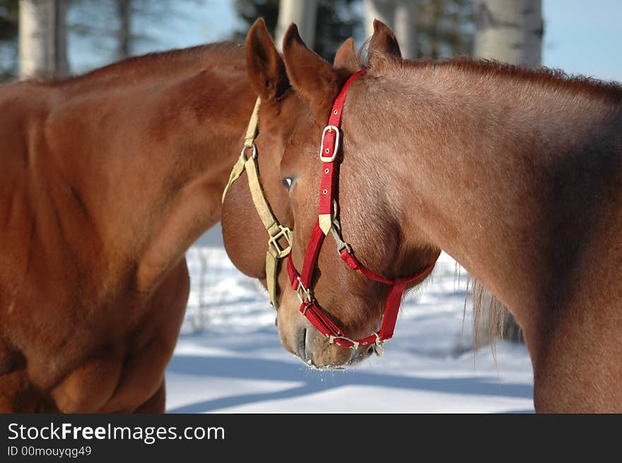 Two quarter horse mare