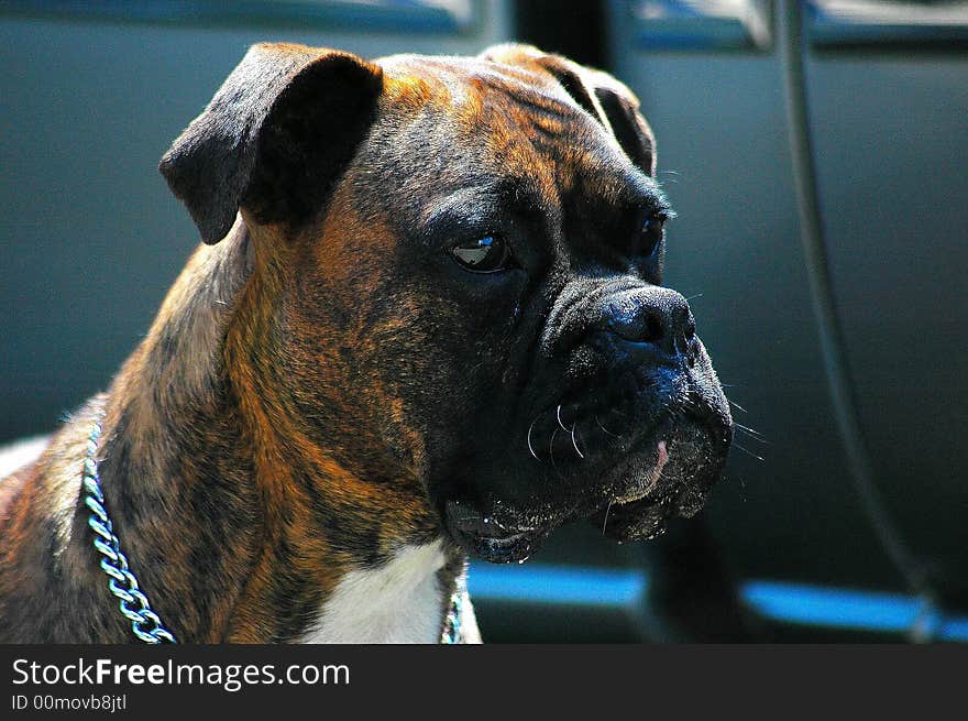 Lea is a splendid female boxer. Lea is a splendid female boxer