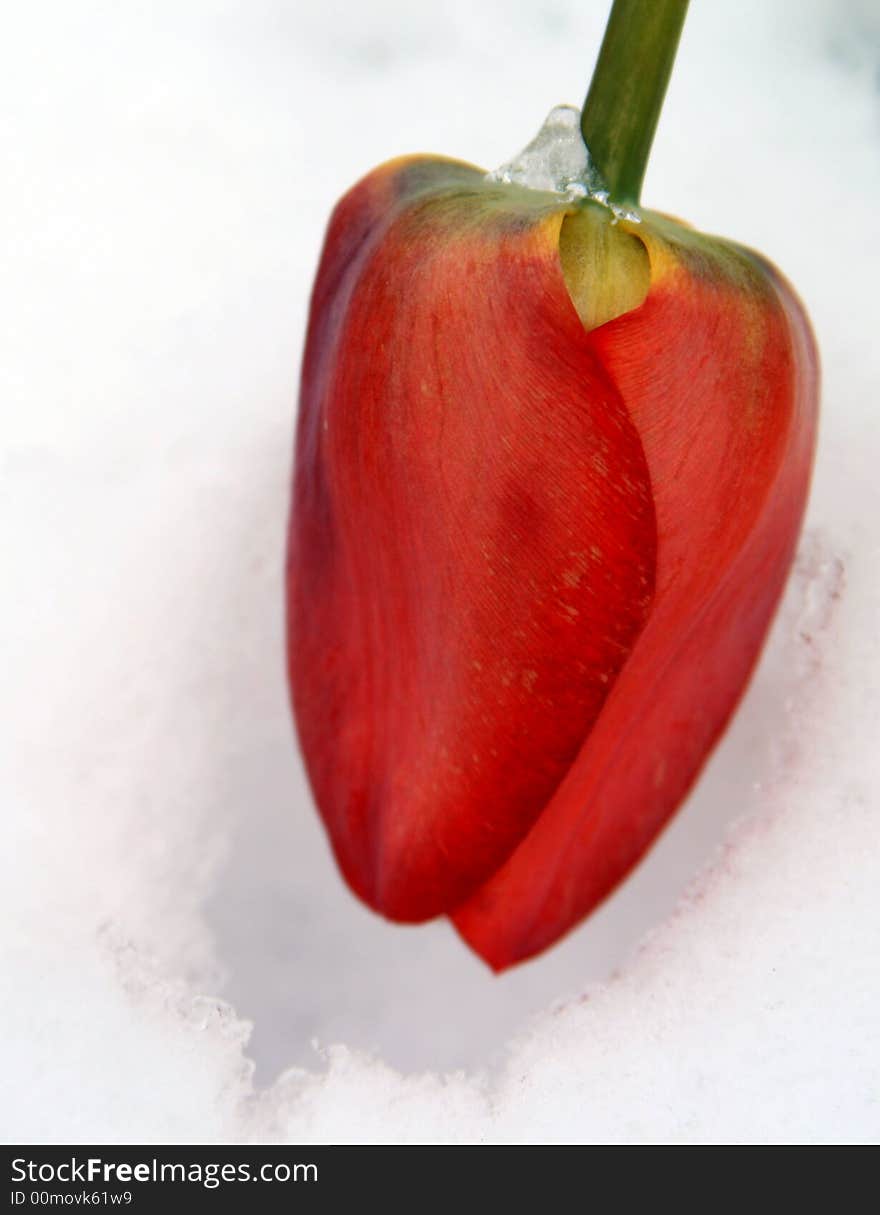 A close up view of a red tulip as it bends low after a late spring snow storm. A close up view of a red tulip as it bends low after a late spring snow storm.