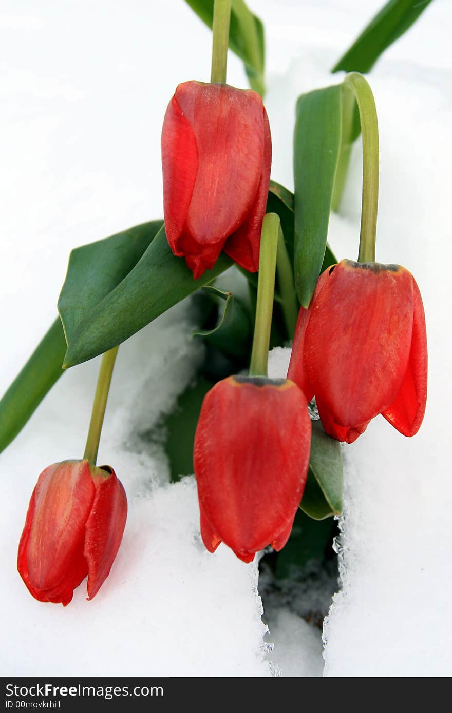 A close up view of a bunch of red tulips as they bend low after a late spring snow storm. A close up view of a bunch of red tulips as they bend low after a late spring snow storm.