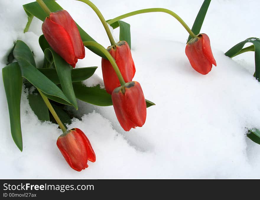 A close up view of a bunch of red tulips as they bend low after a late spring snow storm. A close up view of a bunch of red tulips as they bend low after a late spring snow storm.