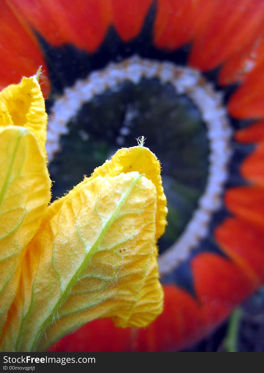 Pumpkin Flower