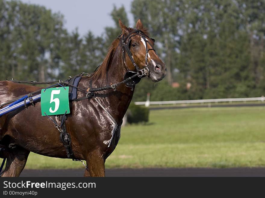 A trotter during the race. A trotter during the race