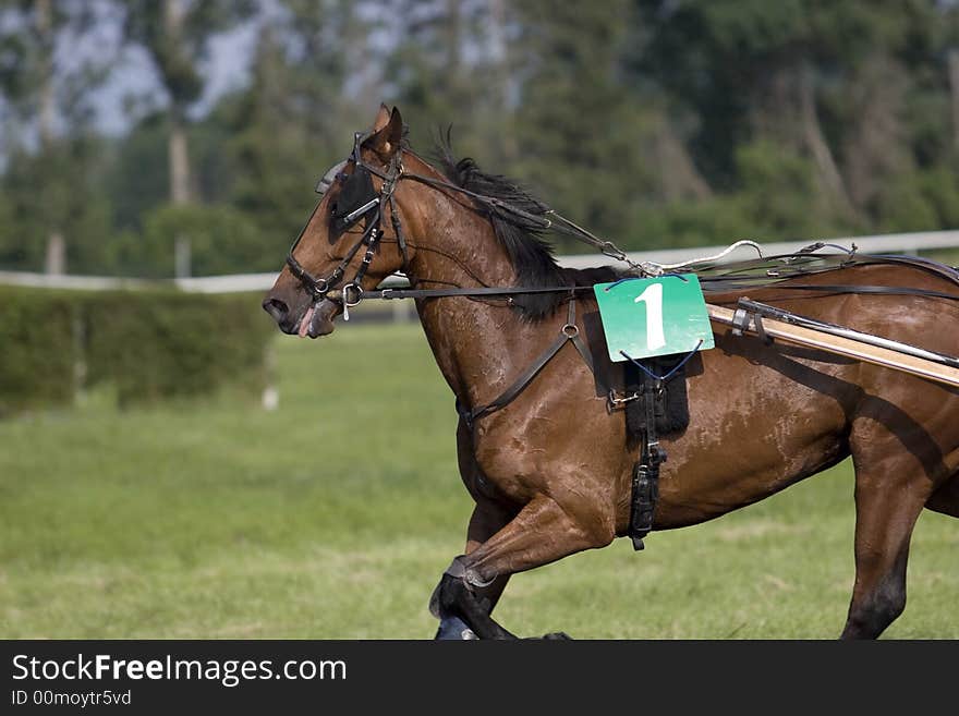 A trotter during the race. A trotter during the race