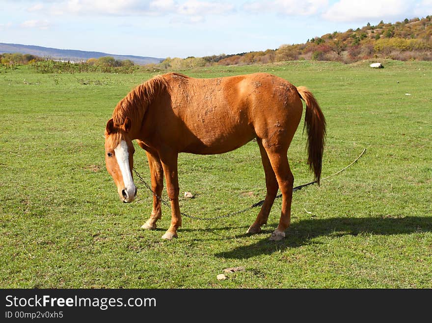 A beautiful horse is in mountains