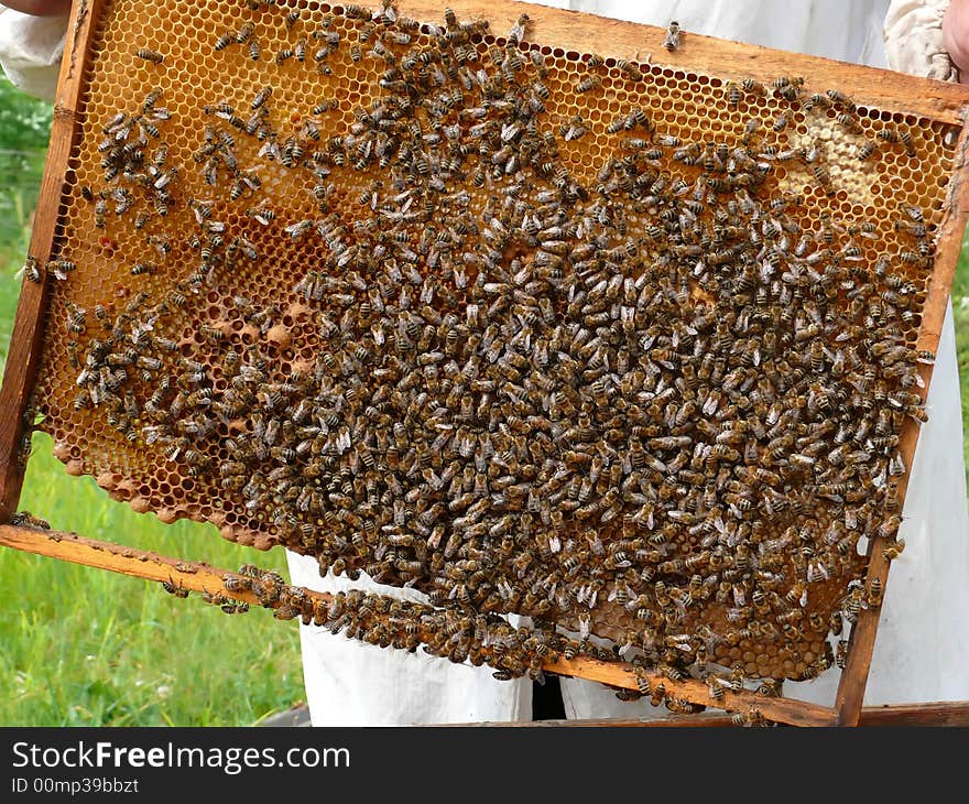 A close-up of the honeycomb with bees. Russian Far East, Primorye. A close-up of the honeycomb with bees. Russian Far East, Primorye.