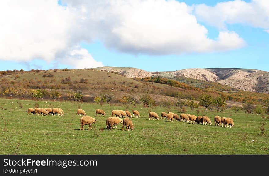 Sheep graze on a background mountains autumn