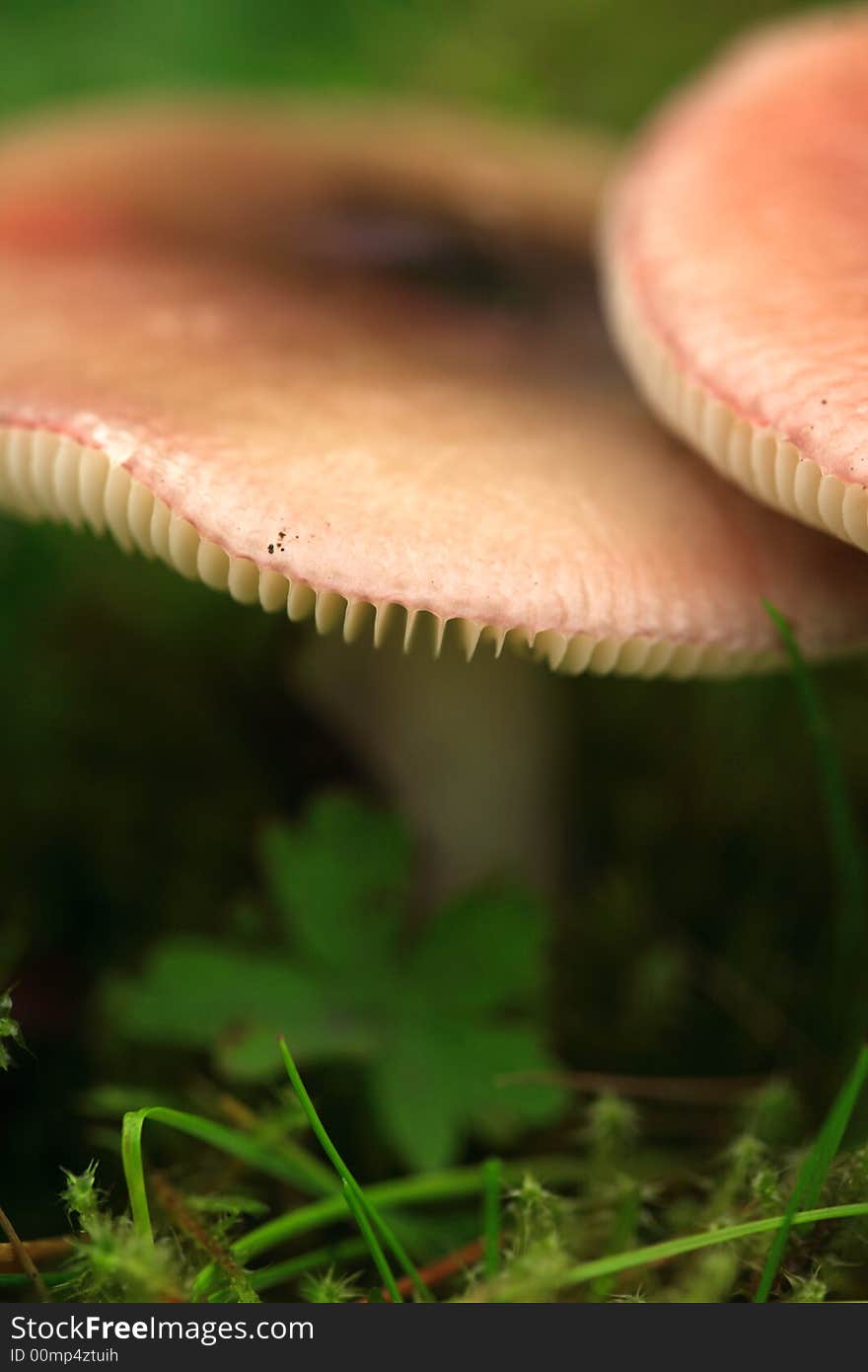 View Of Mushrooms