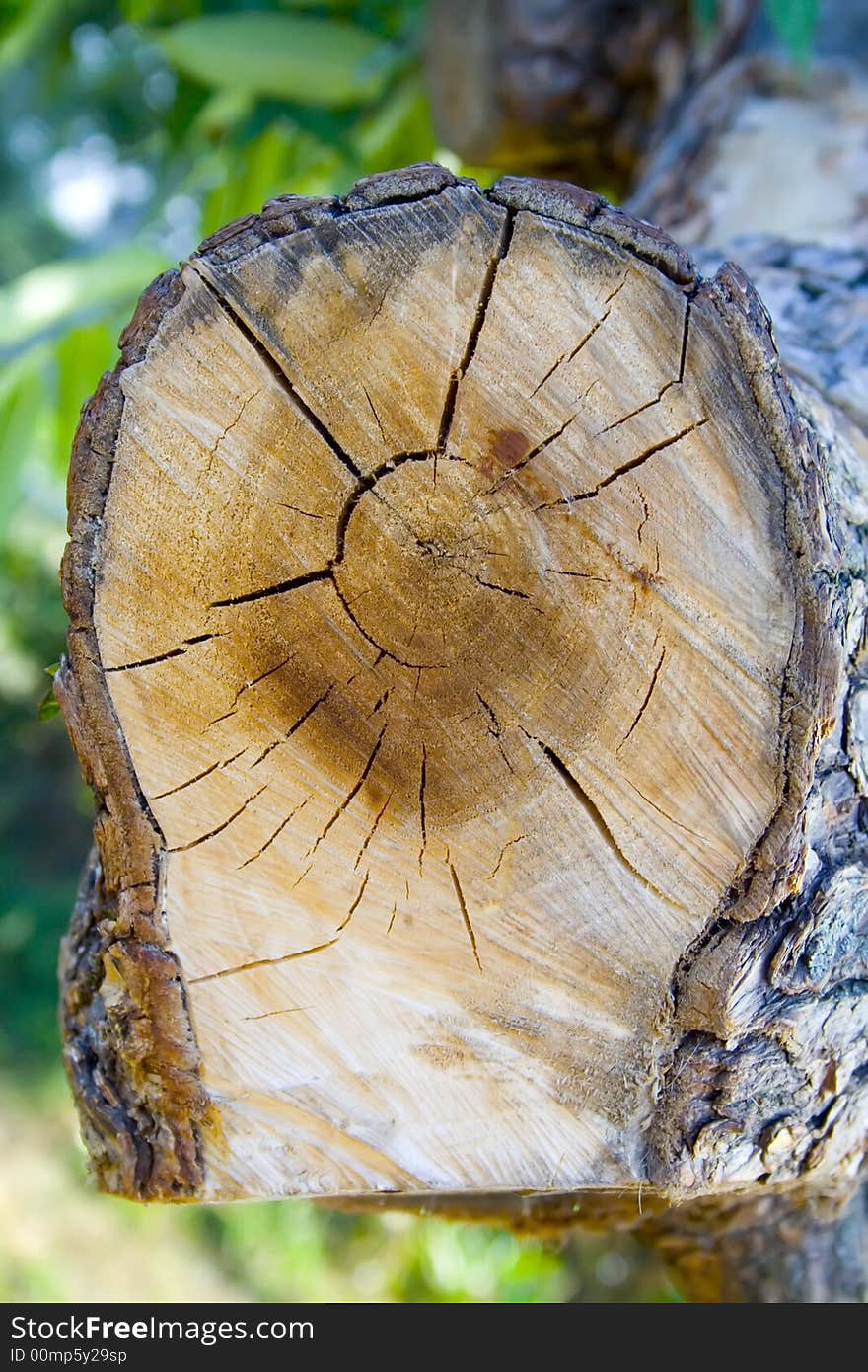 old piece/segment of the  tree. old piece/segment of the  tree