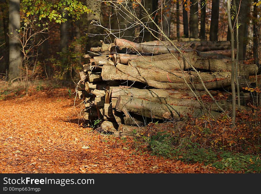 Logs In The Forest