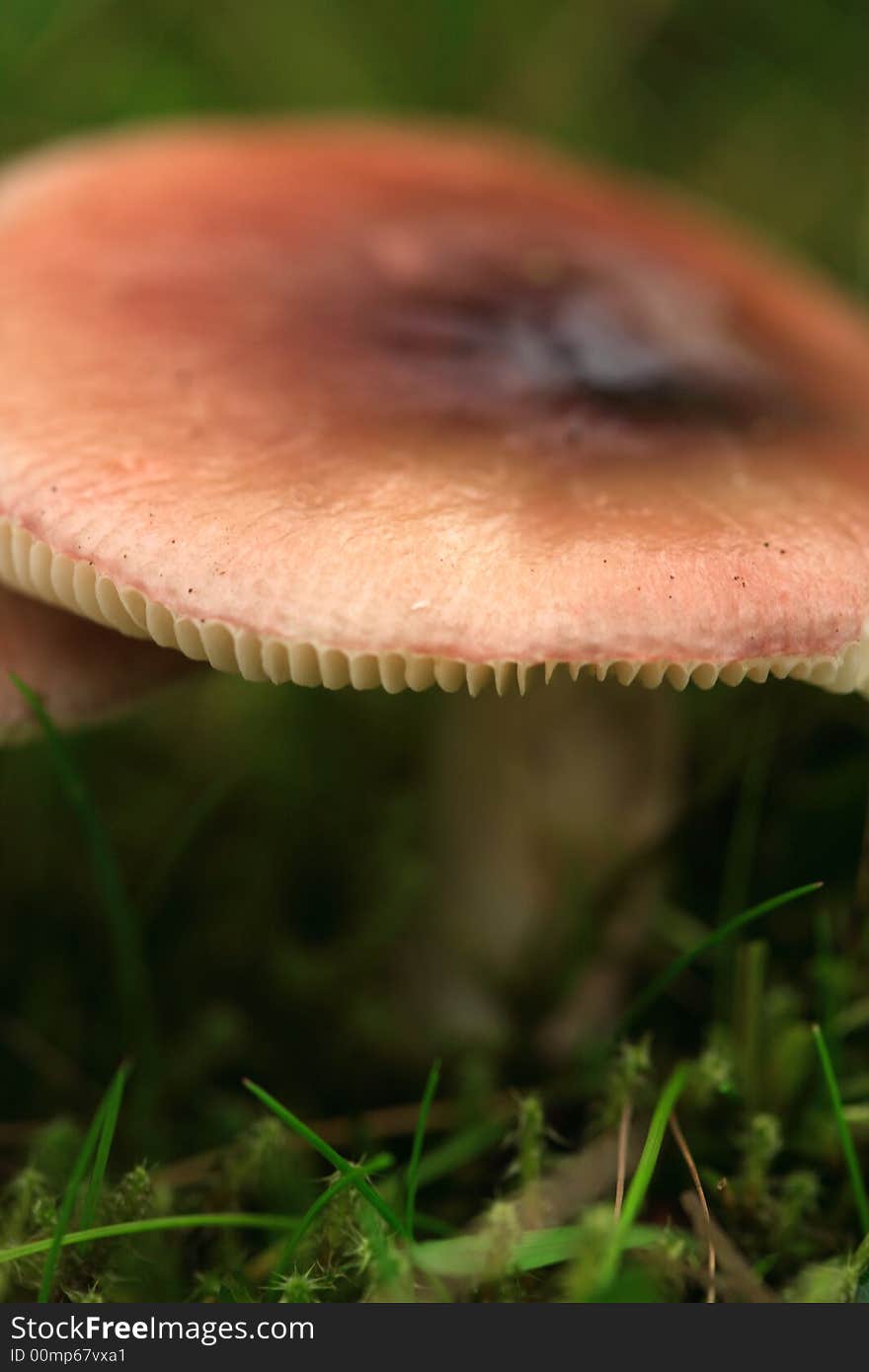 A Mushroom