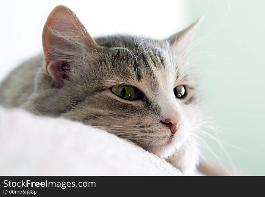 Close-up portrait of beautiful kitten lays on sofa (shallow DOF). Close-up portrait of beautiful kitten lays on sofa (shallow DOF)