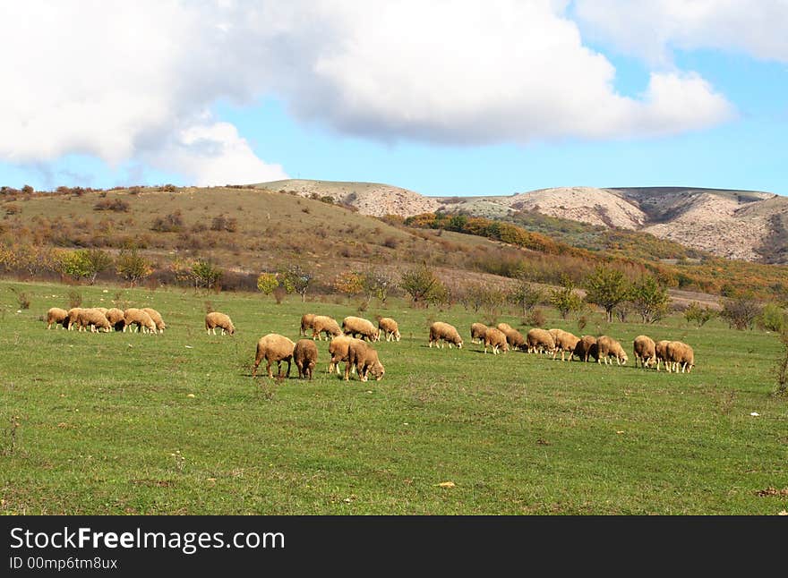 Sheep graze on a background mountains autumn