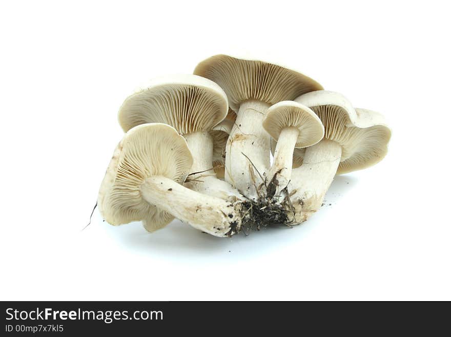 Some white mushrooms isolated on the white background. Some white mushrooms isolated on the white background