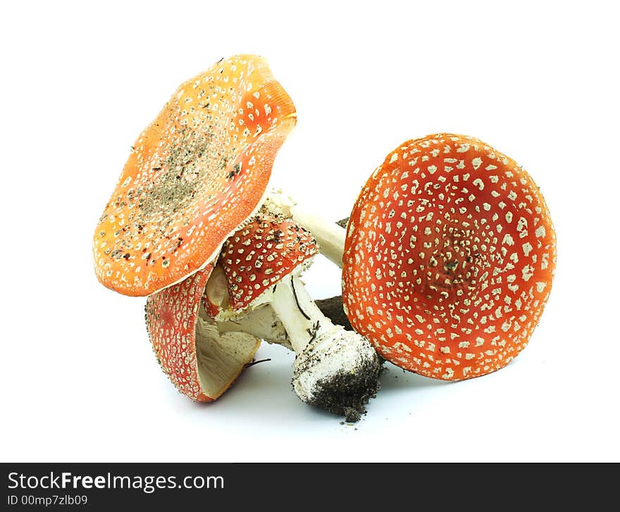 Mushrooms fly agarics isolated on the white background