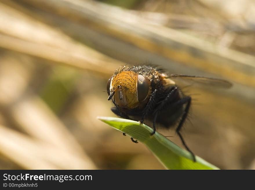 Fly on a green leaf