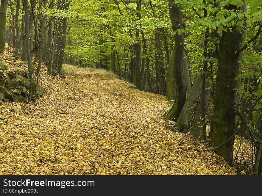 End of fall Yellow colored leaves and trees. End of fall Yellow colored leaves and trees