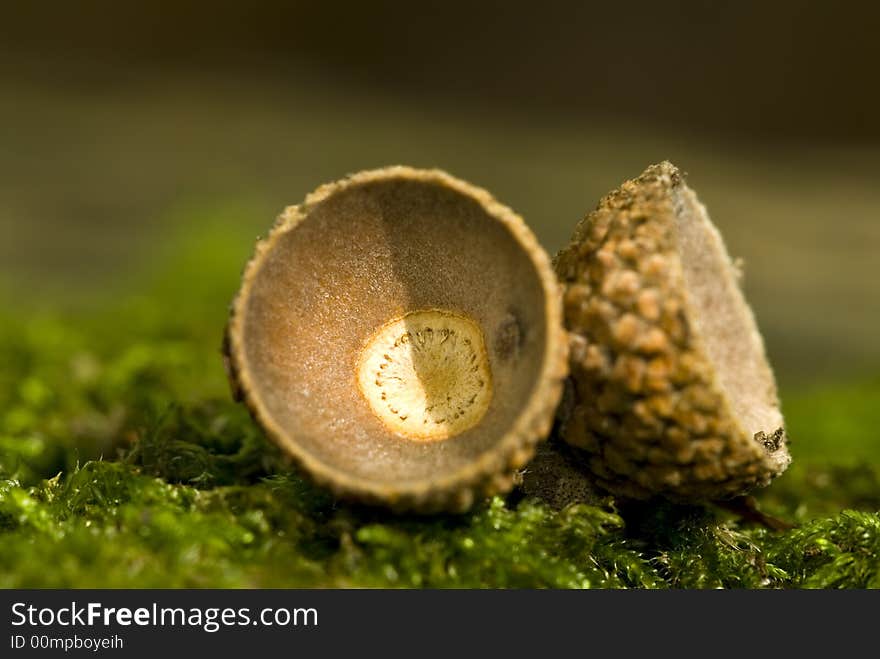 Acorn