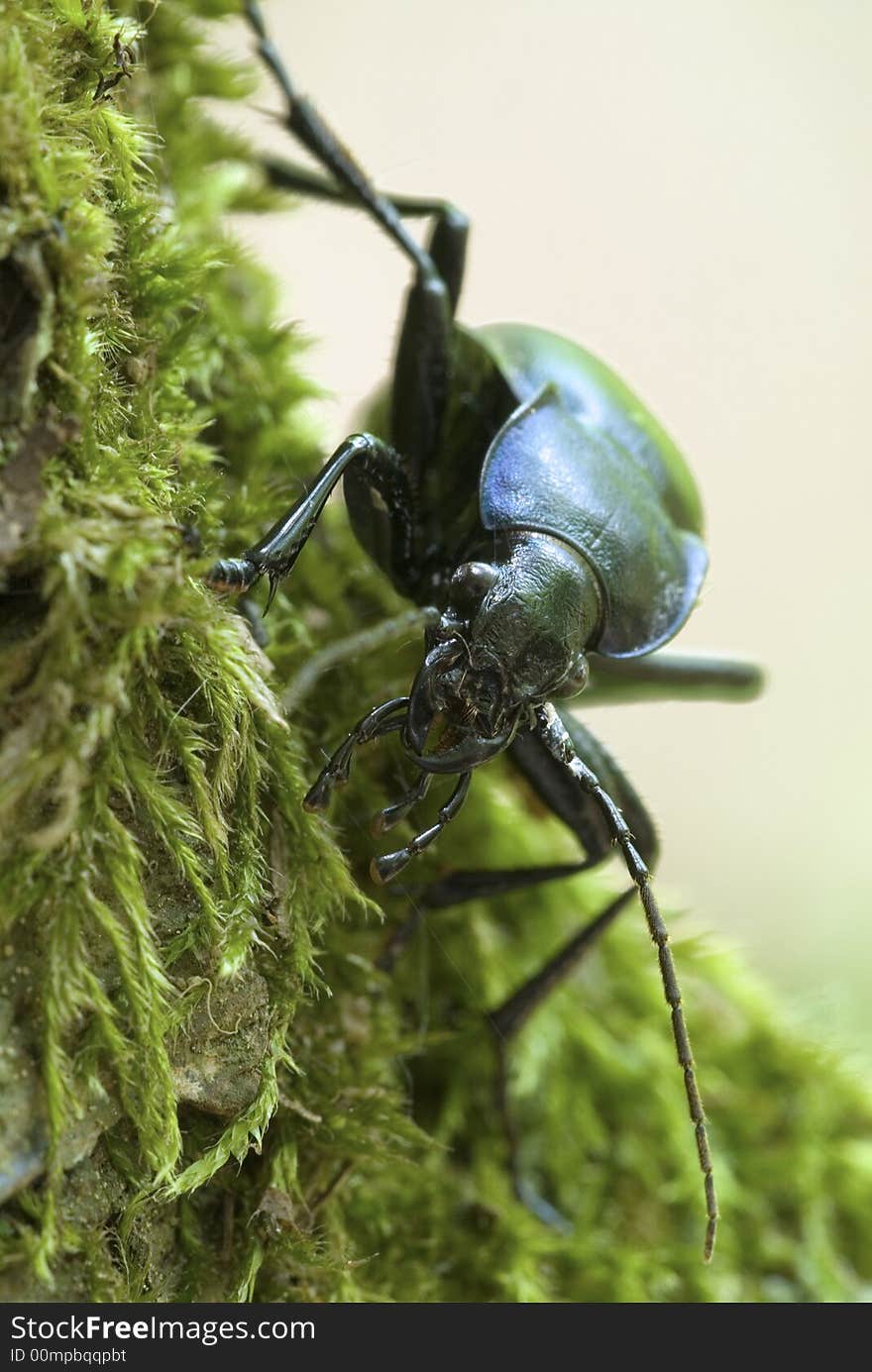 Ground beetle on the green moss