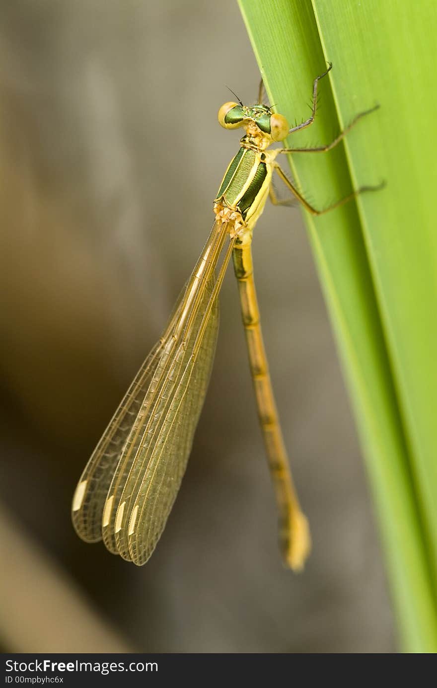 Dragonfly