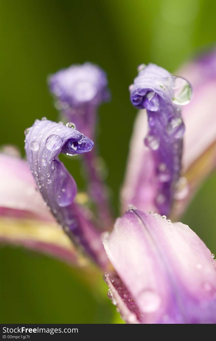 Drops of water on an iris flower