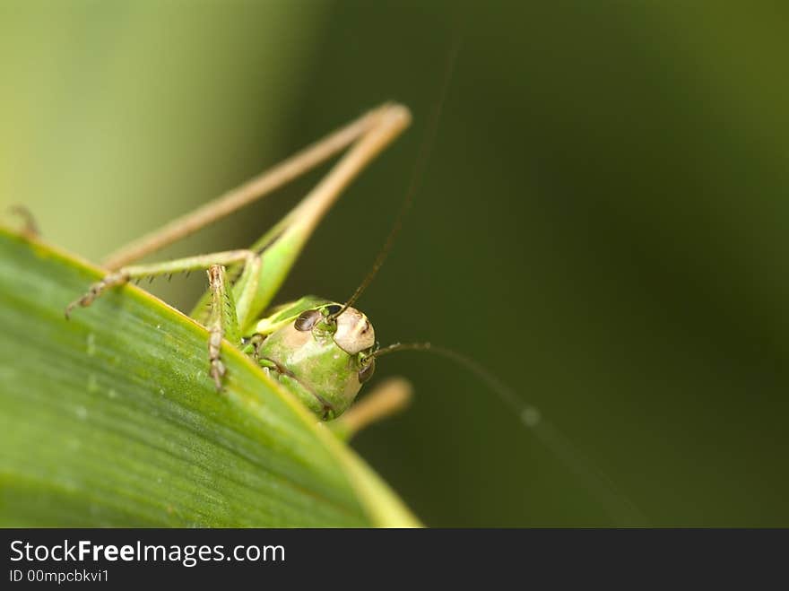 Grasshopper