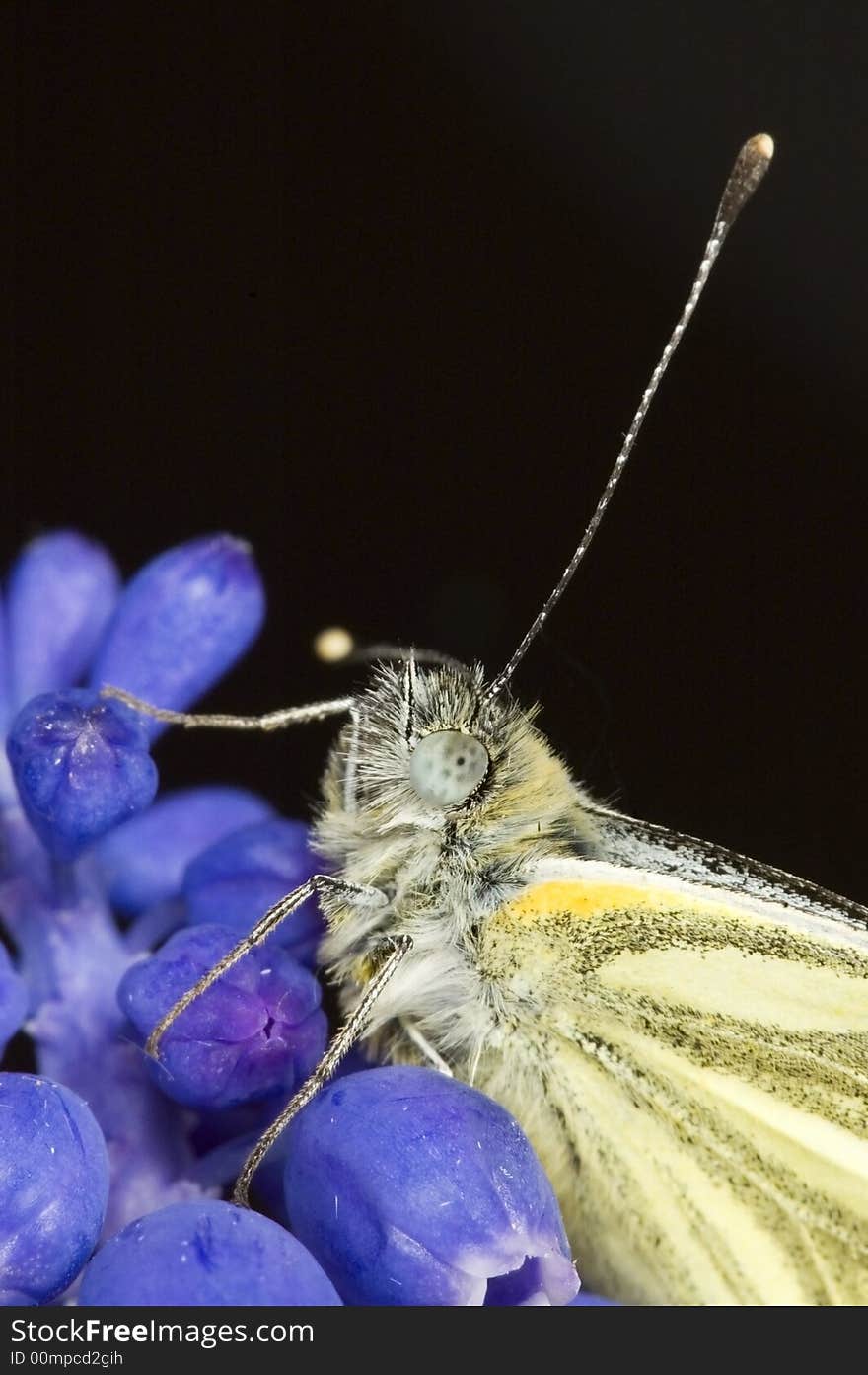 Siting butterfly on the grape hyacinth