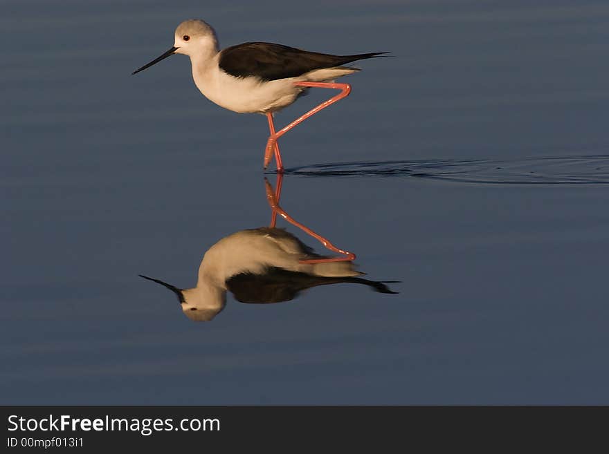 Stilt reflection