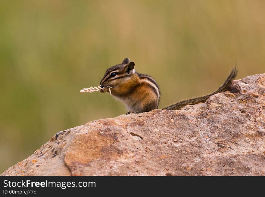 Dining Chipmunk