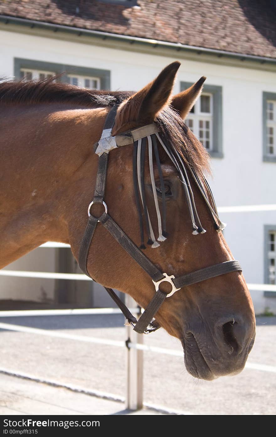 Horse standing in a stall. Einsiedeln, Switzerland. Horse standing in a stall. Einsiedeln, Switzerland