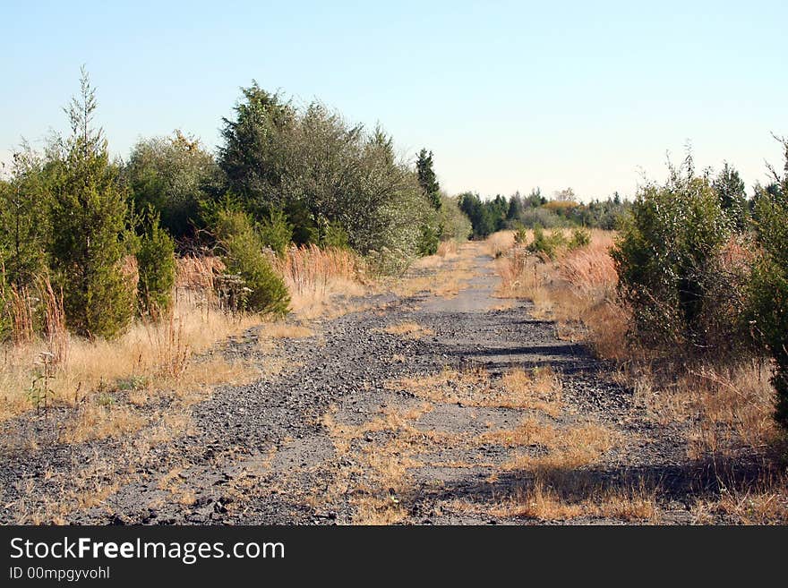 An old Abandoned Road with trees