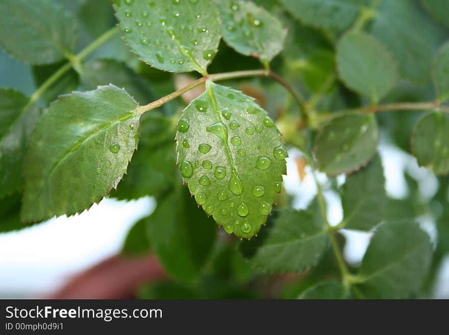 The leaf of rose