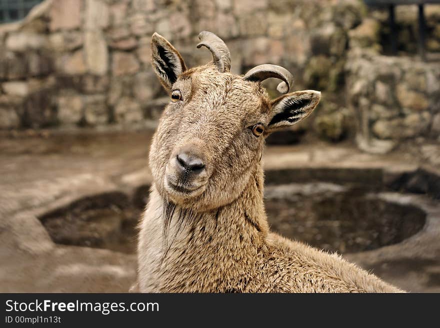 Portrait of chamois in zoo, Riga, Latvia. Portrait of chamois in zoo, Riga, Latvia