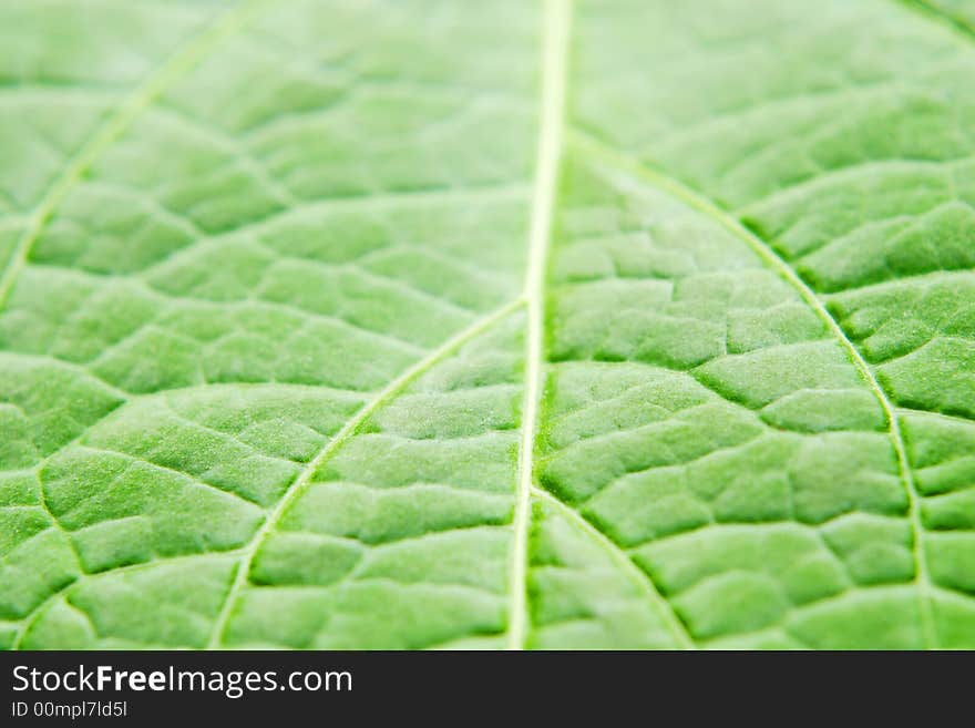 Green leaf macro shot, selective focus on leaf structure veins. Green leaf macro shot, selective focus on leaf structure veins