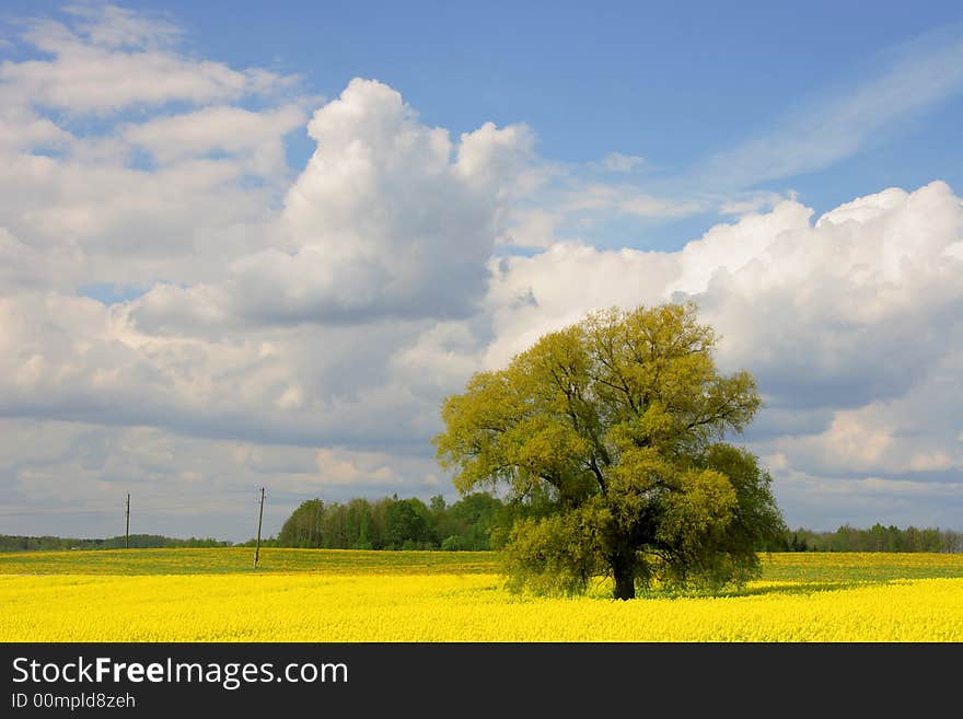 Colorful summertime field