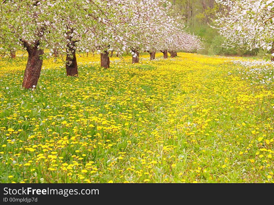 Garden in bloom