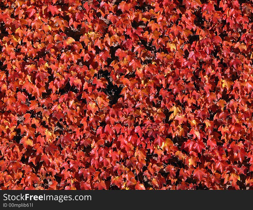 Deep red ivy climbing on a wall for use as a background.