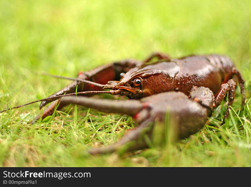 Live crawfish in fresh green grass, selective focus on eye. Live crawfish in fresh green grass, selective focus on eye