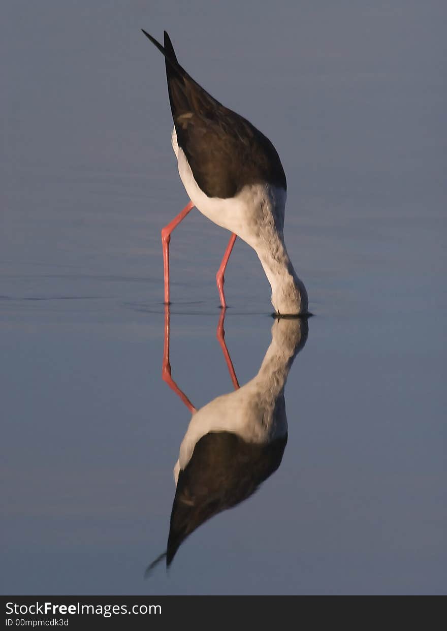 Stilt Feeding